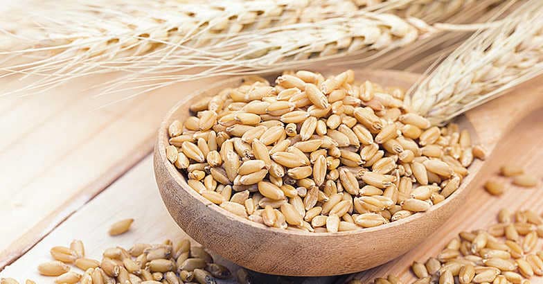 Barley Barley