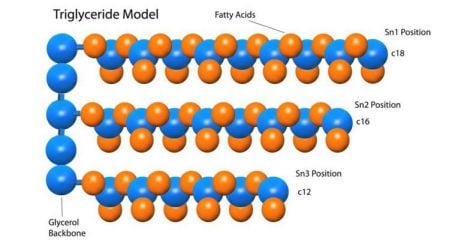tryglyceride-model