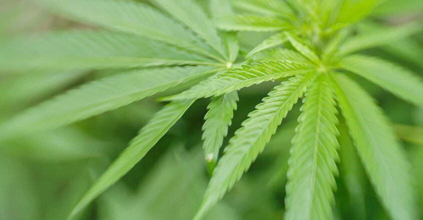 Why cannabis affects women differently Why cannabis affects women differently