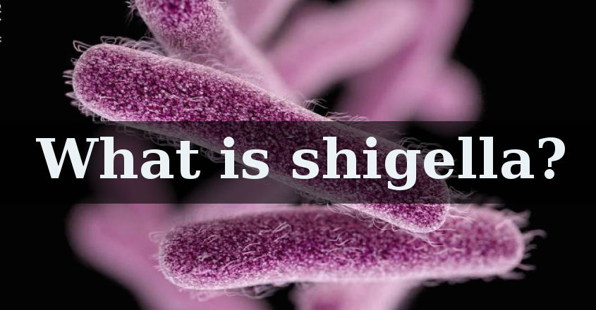 Explained | Shigella bacteria, causes, prevention | Shigella | Shigella