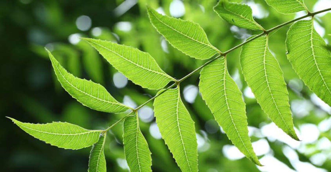 5 amazing healing benefits of 'wonder herb' Neem