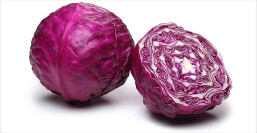 Purple Cabbage Ubicaciondepersonas cdmx gob mx