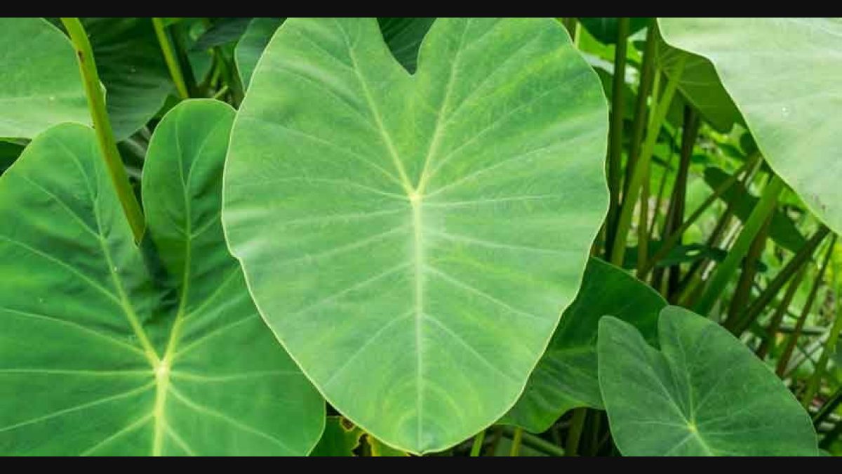 Taro leaf: Miracle dish that a range of health benefits | Taro leaf | colocasia esculenta | | food health | benefits healthcare | Onmanorama | being
