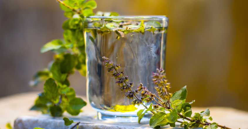 Drink tulsi water every morning, detox body to lead a healthy life |  Lifestyle Health | English Manorama