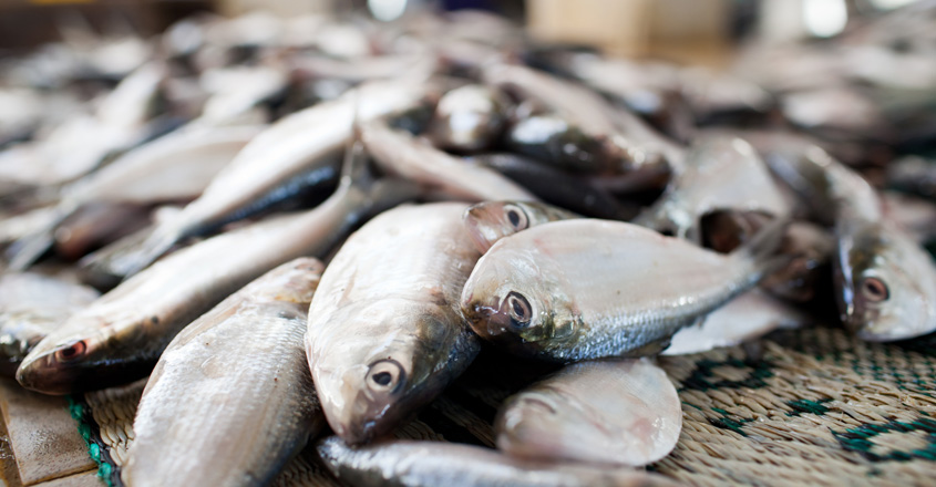 As fish availability falls, seafood processing units shift base from Kerala to Andhra