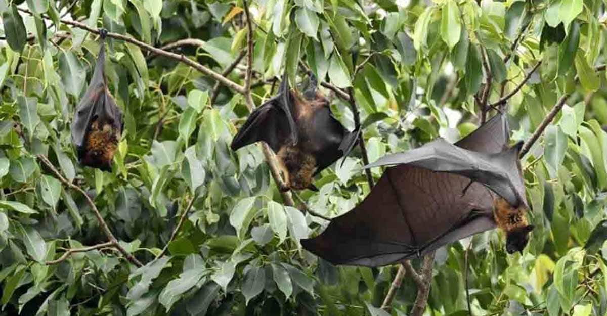 Research shows Covid19 virus has been circulating in bats for decades(01)