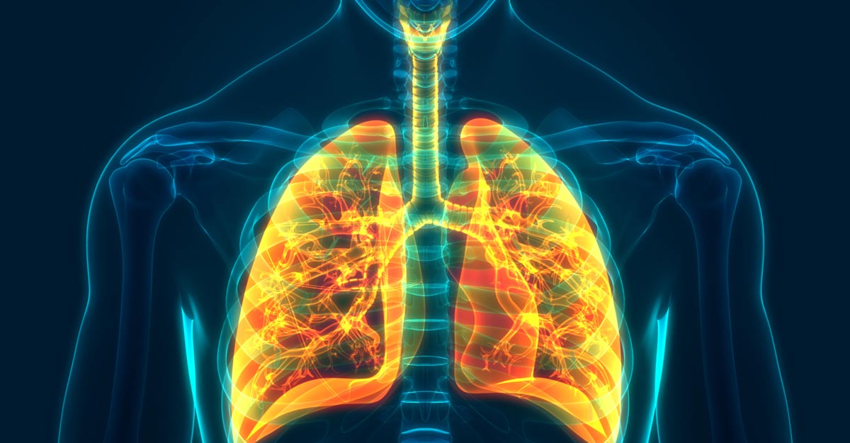 lungs lungs