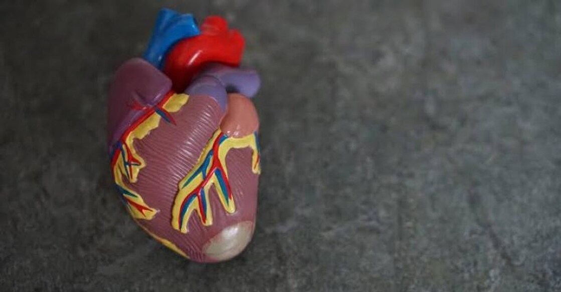 heart model