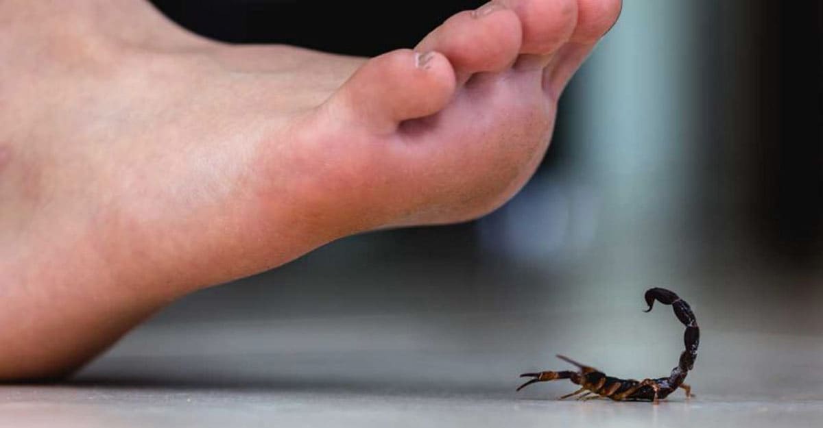 Scorpion sting: What to do, treatment, and when to seek help