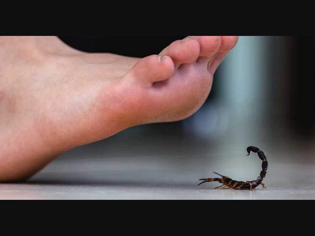 Scorpion sting: treatment, prevention and all you need to know | | Manorama