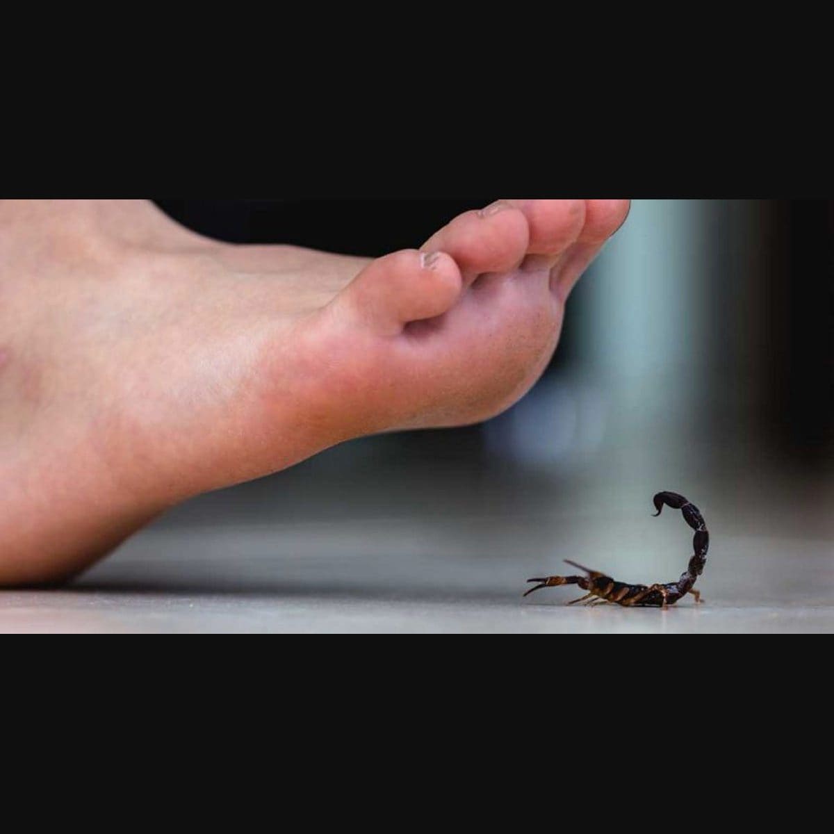 Scorpion dunk clearance
