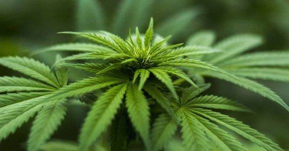 Cannabis use rises among the elderly, finds study. Cannabis use rises among the elderly, finds study.