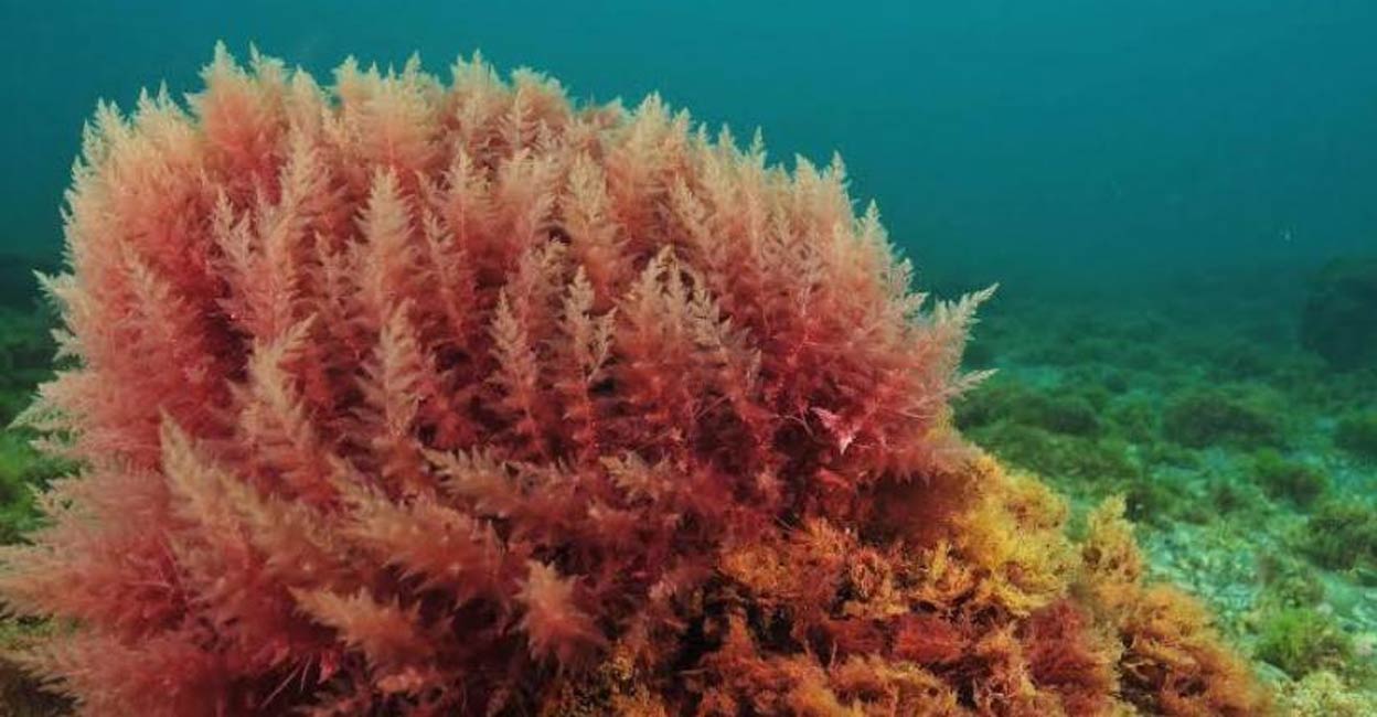 The goodness of red algae. Photo: IANS/Representative image