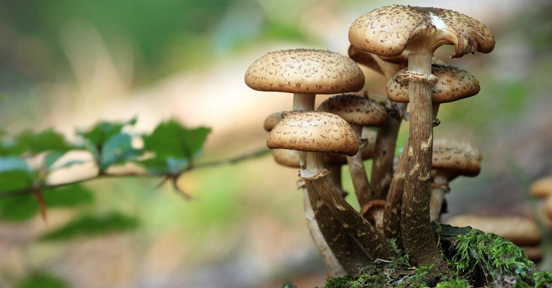 Mushroom Mushroom