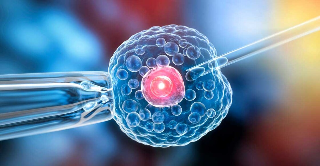 engineered human cells