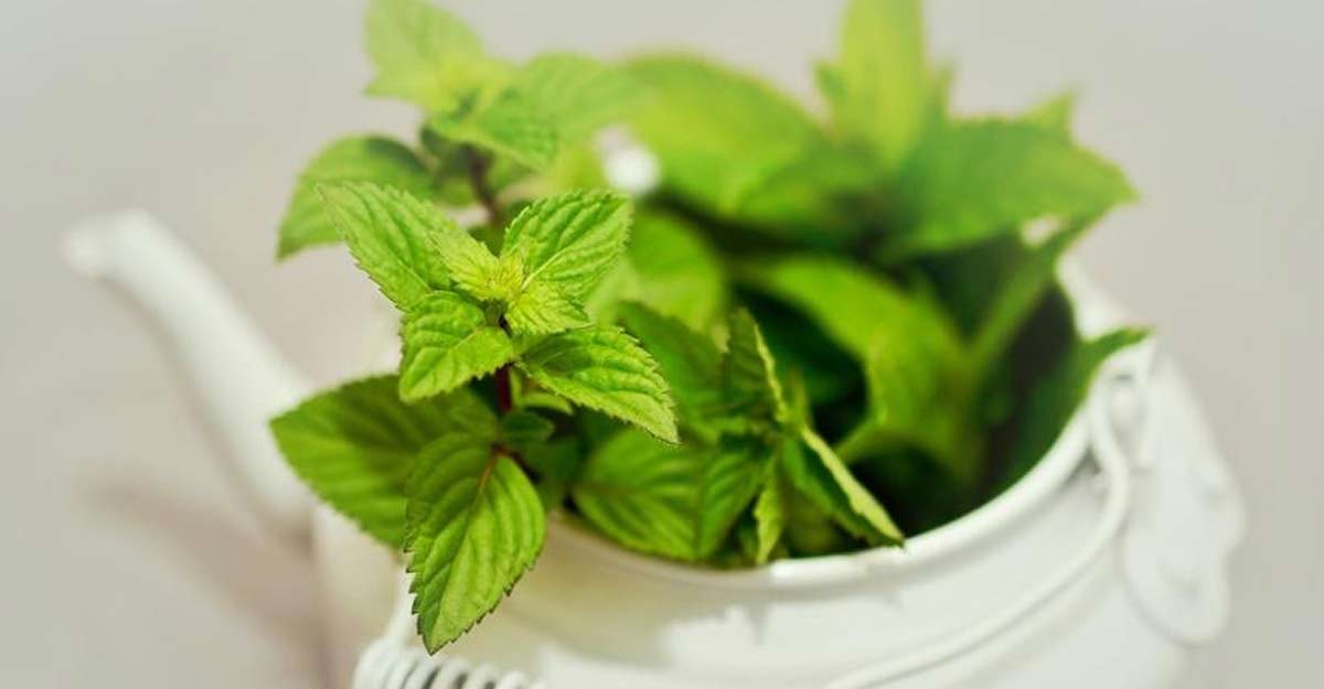 Pudina (mint)