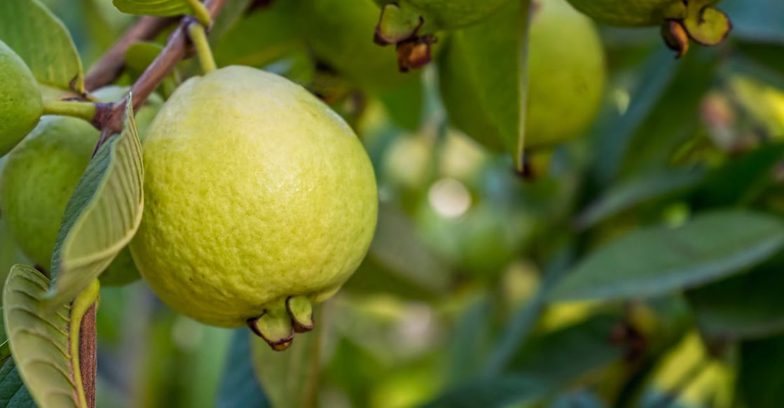 Guava Guava