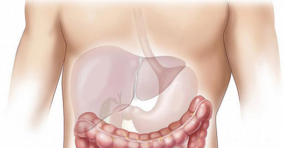 liver 