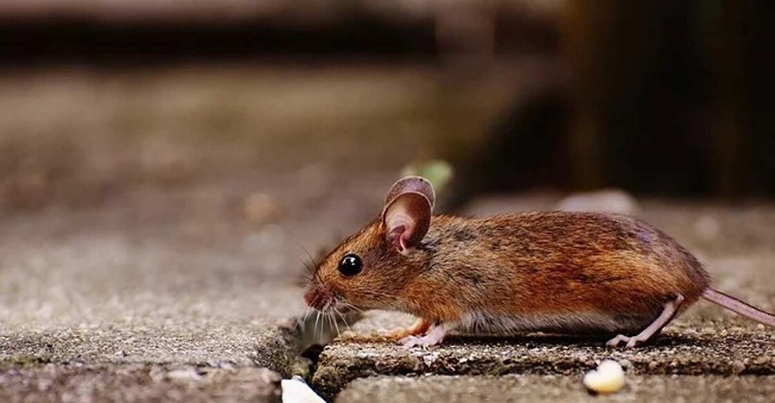 mouse