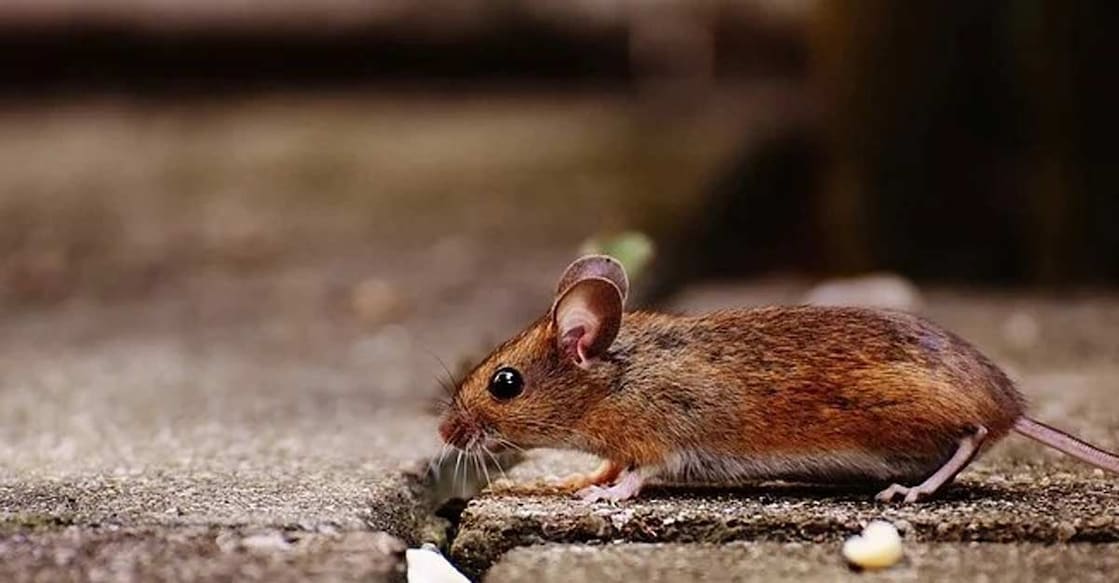 mouse mouse