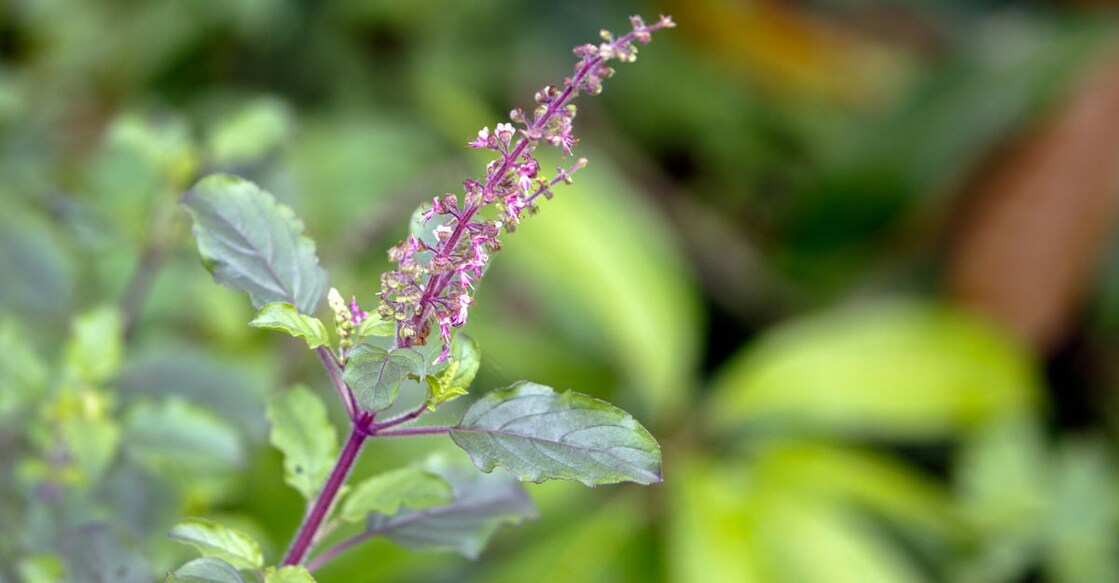 tulsi basil