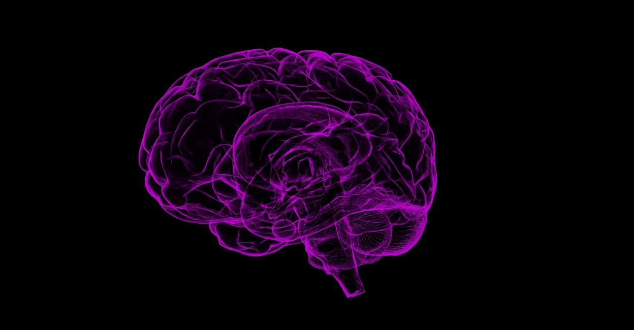 brain