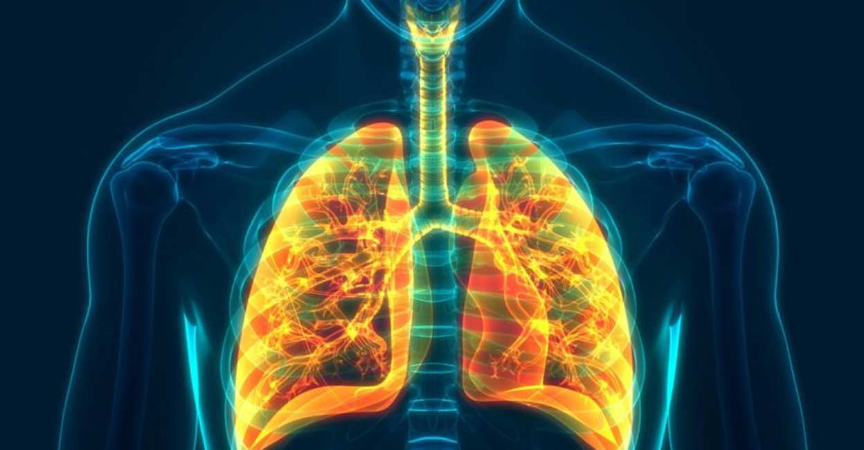 lungs