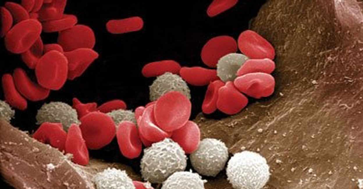 blood cells blood cells