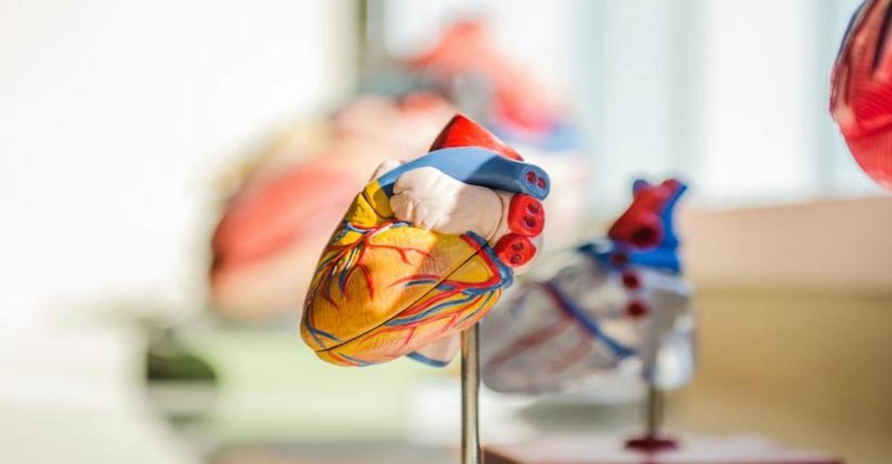 Heart model. Image courtesy: IANS