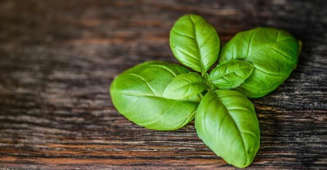 basil