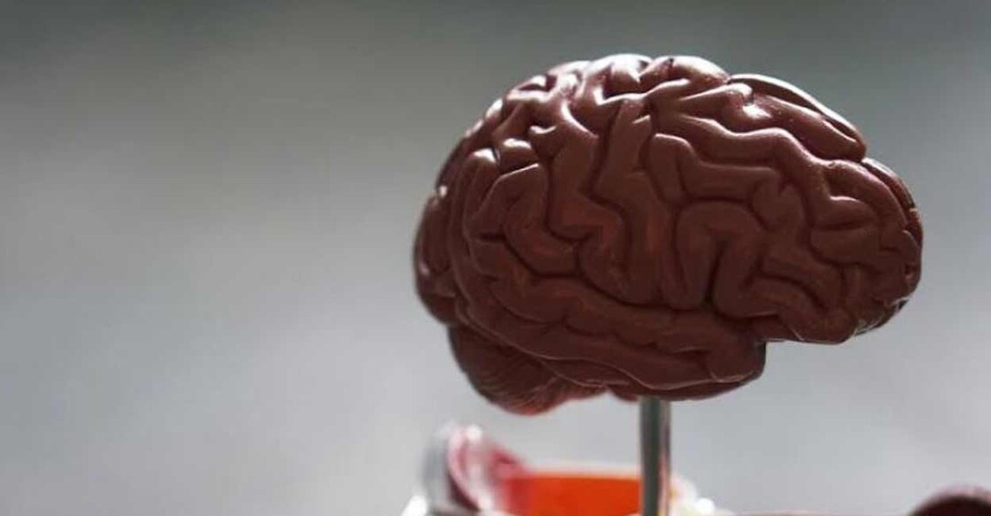 brain-model