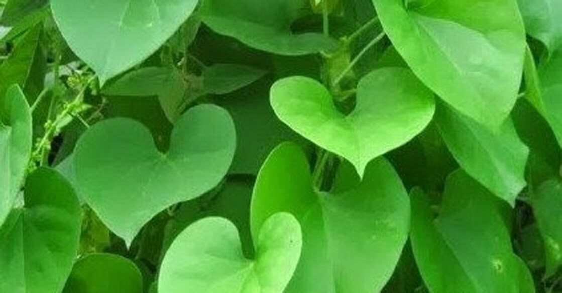 BHU to promote â  GILOYâ   lantation in UP.