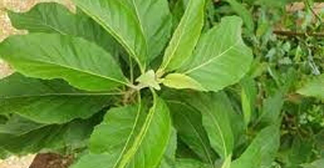 leaf-diabetes, treatment