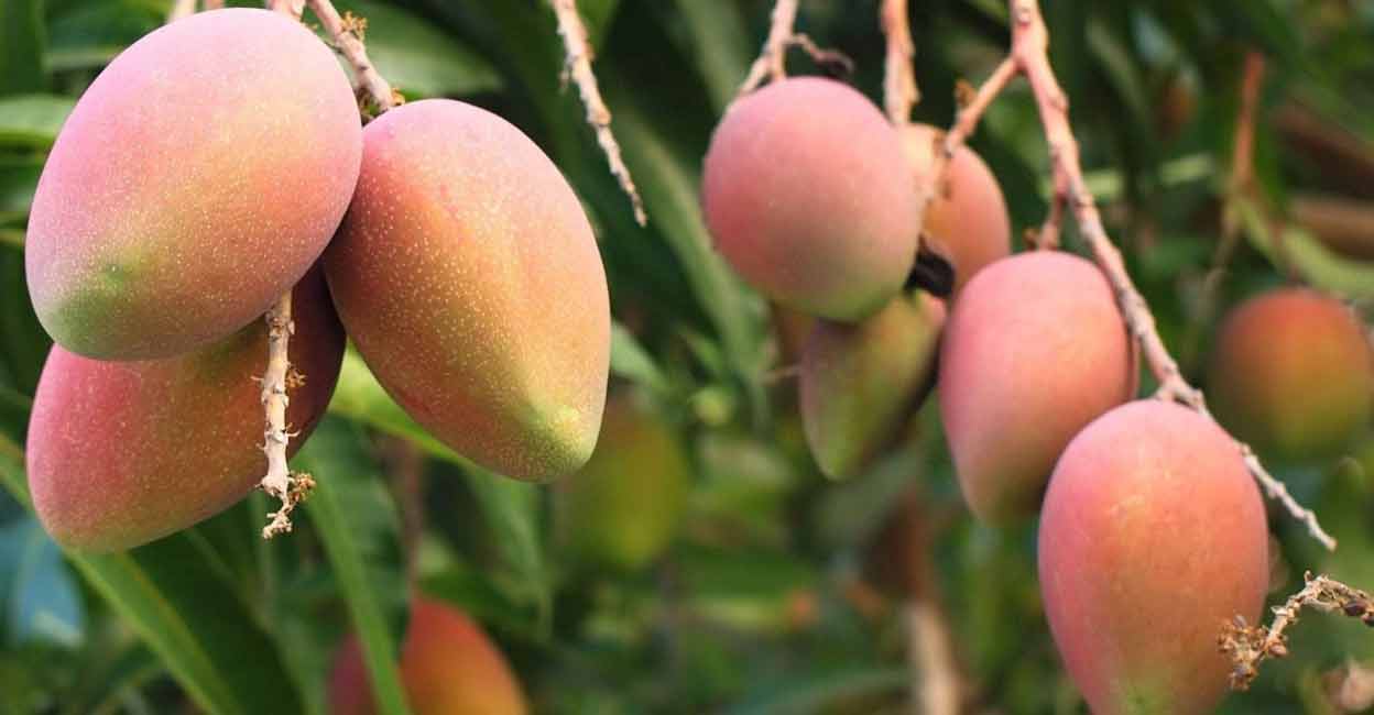 Eating mangoes can help lower sugar levels, check cancer Study Lifestyle Health English