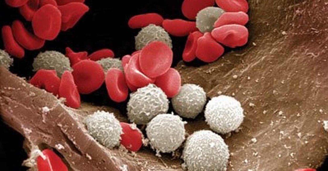 white blood cells. (Credit : Twitter) Representative image: IANS