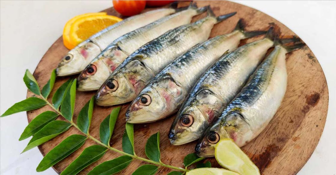 sardine