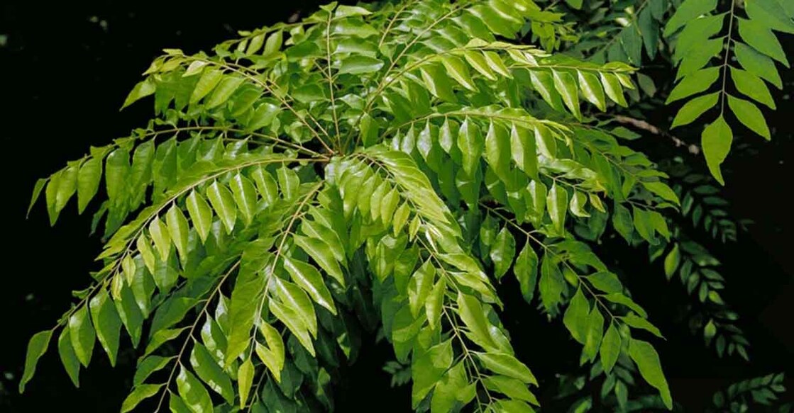curry leaves The anti-fungal and anti-bacterial properties of curry leaves make the hair stronger and shiny.