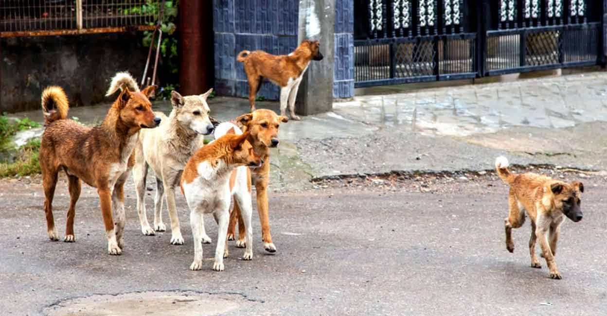 Kerala to take over buildings under Disaster Act to shelter stray dogs |  Thiruvananthapuram | Onmanorama