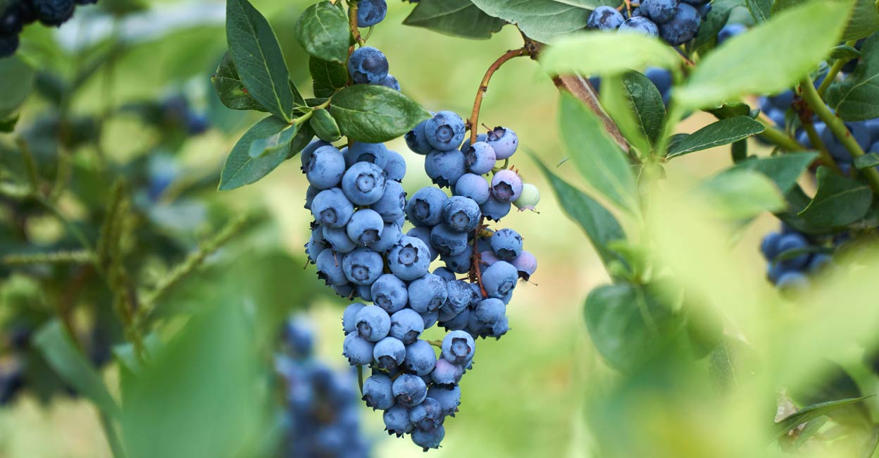 Blueberries owe their brain-boosting prowess to their rich antioxidant content. Photo: Eike Leppert/iStock