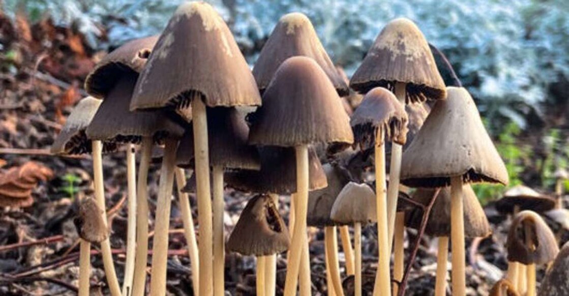 The active compound in mushrooms, psilocybin, is said to have psychedelic properties. Photo: IANS