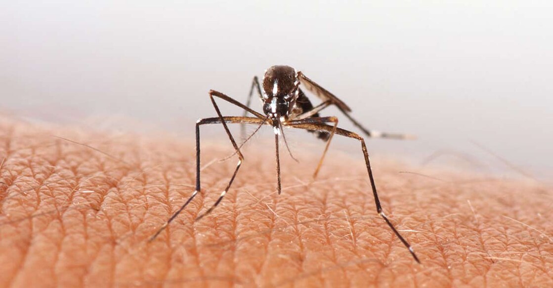 Malaria-carrying mosquitoes display an increasing resistance to current insecticides. Photo: IANS
