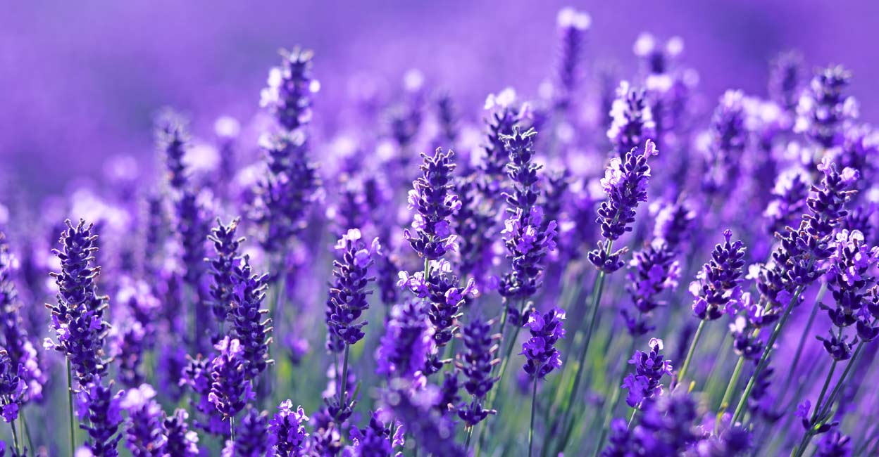 693611398 Representative image. Photo: Olena Zaskochenko / Shutterstock