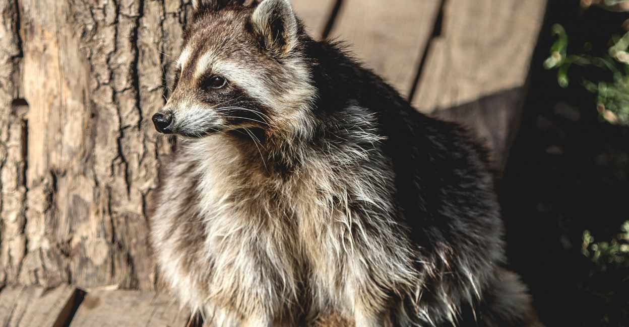 A study showed that Covid pandemic may have originated in raccoon dogs. Photo: IANS