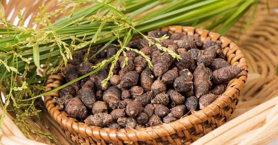 466839950 In Ayurveda, nut grass is an ingredient of most of the herbs used in the treatment of fever. Photo: wasanajai / Shutterstock