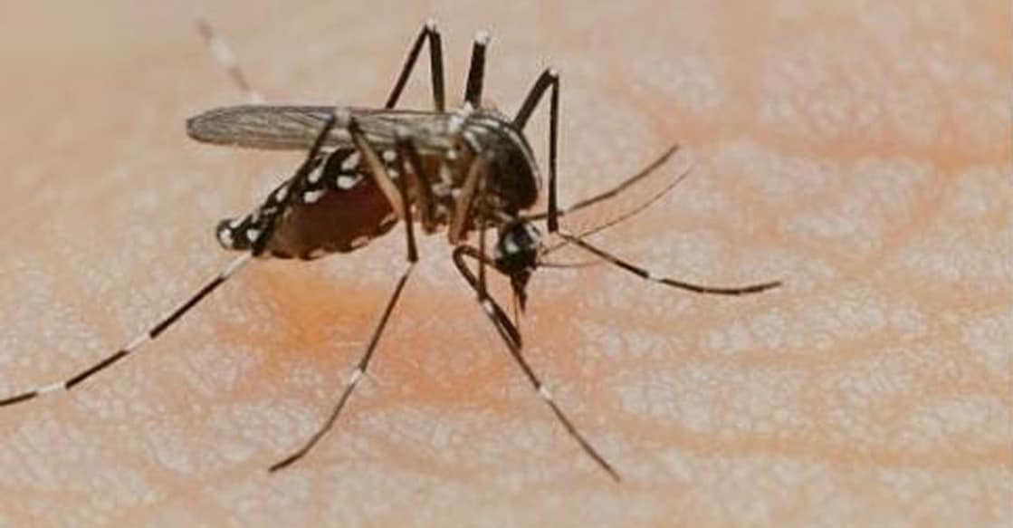 Mosquitoes, which spread dengue, breed in stagnant water. Photo: IANS
