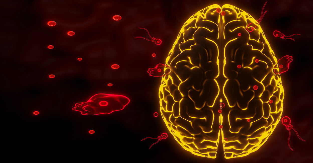 naegleria-fowleri The scientific world has estimated that the death rate due to amoeba-caused PAM is 97 percent, reflecting the lethality of the protozoa. Photo: iStock / sutthiphorn phanchart