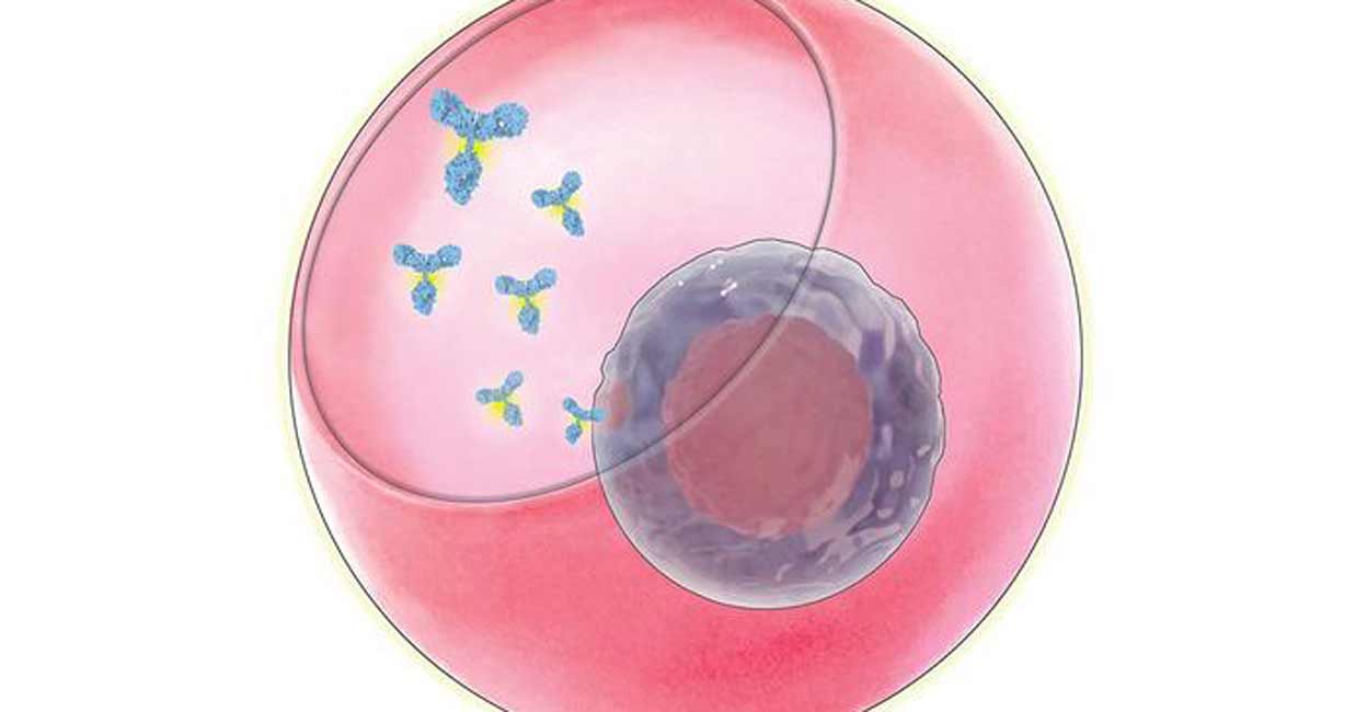gene-antibody-c Immunoglobulin G, or IgG, stores memories of past infections and tags dangerous microbes to be eliminated by immune cells. Representative image: IANS