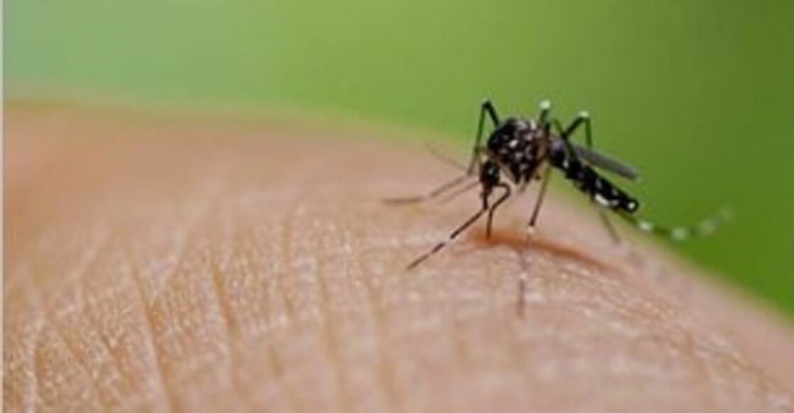 dengue-main