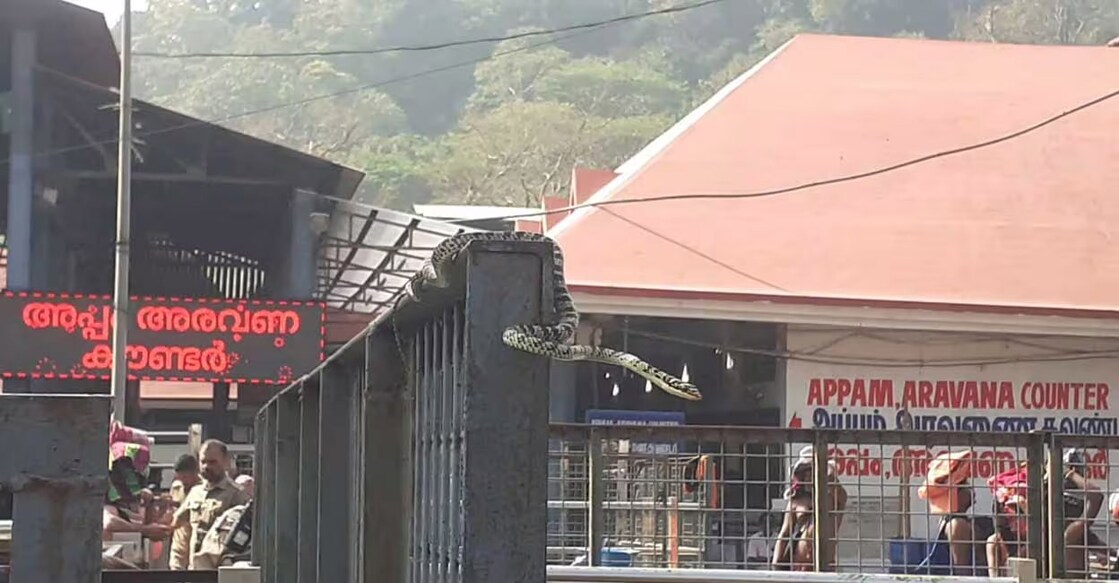 A snake spotted at the Sabarimala temple premises. Photo: Manorama