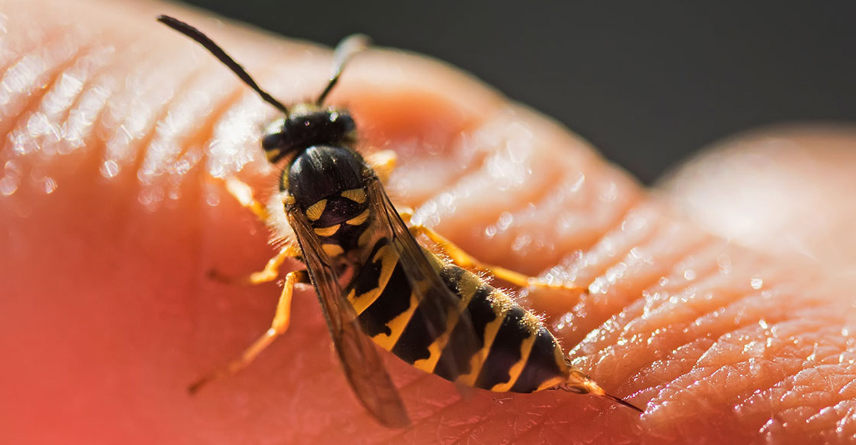 The hornet wasp that attacked humans in Erumely recently is bigger than regular wasps and could grow up to 5 cm. Photo: iStock/Nataba